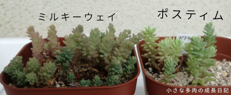 大好き 草系セダム 小さな多肉の成長日記 大好き 草系セダム 小さな多肉の成長日記