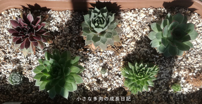 センペルの成長と紅葉ビフォーアフター 小さな多肉の成長日記 センペルの成長と紅葉ビフォーアフター 小さな多肉の成長日記