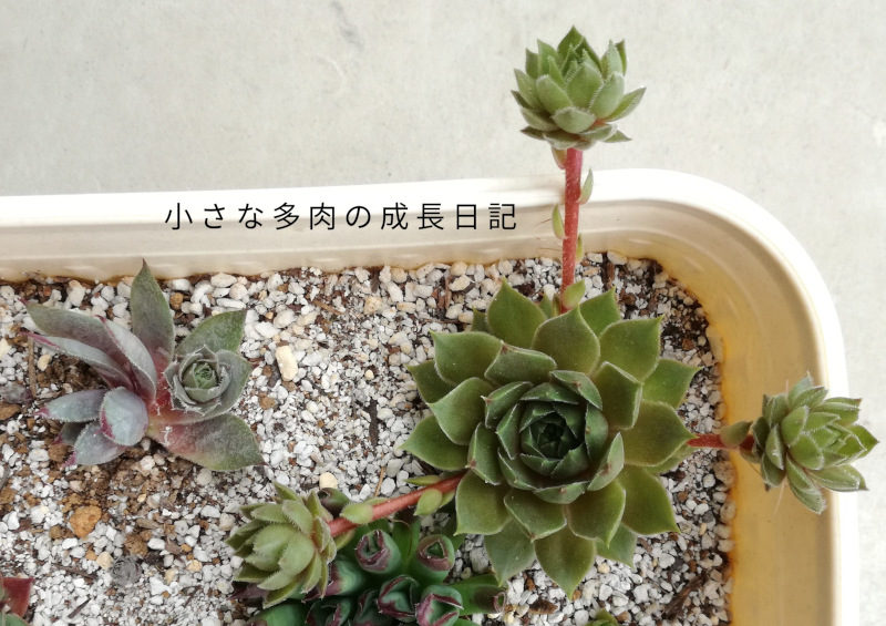 センペルのランナーびよーん たまにギュウギュウ 小さな多肉の成長日記 センペルのランナーびよーん たまにギュウギュウ 小さな多肉の成長日記