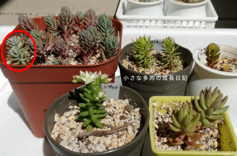 ツンツン系のセダムたち ルペストレ って 小さな多肉の成長日記