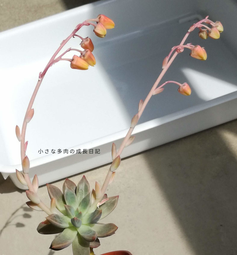 花芽を取ったのに小さくなってしまった花うらら 小さな多肉の成長日記