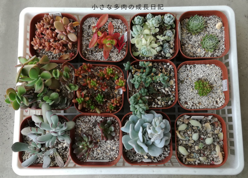 スナゴケ 100トレー 専用 【公式通販】