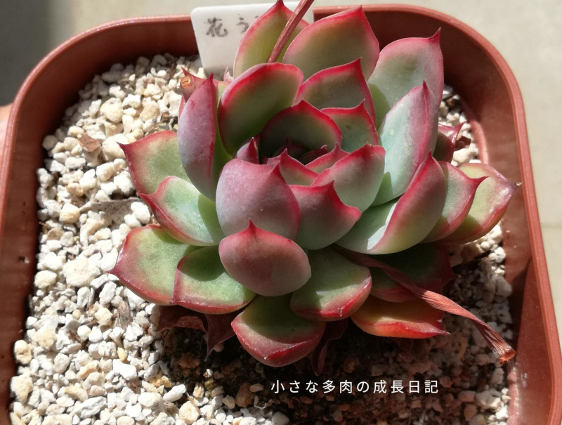 花うらら♡花芽4つ♡多肉植物 - その他