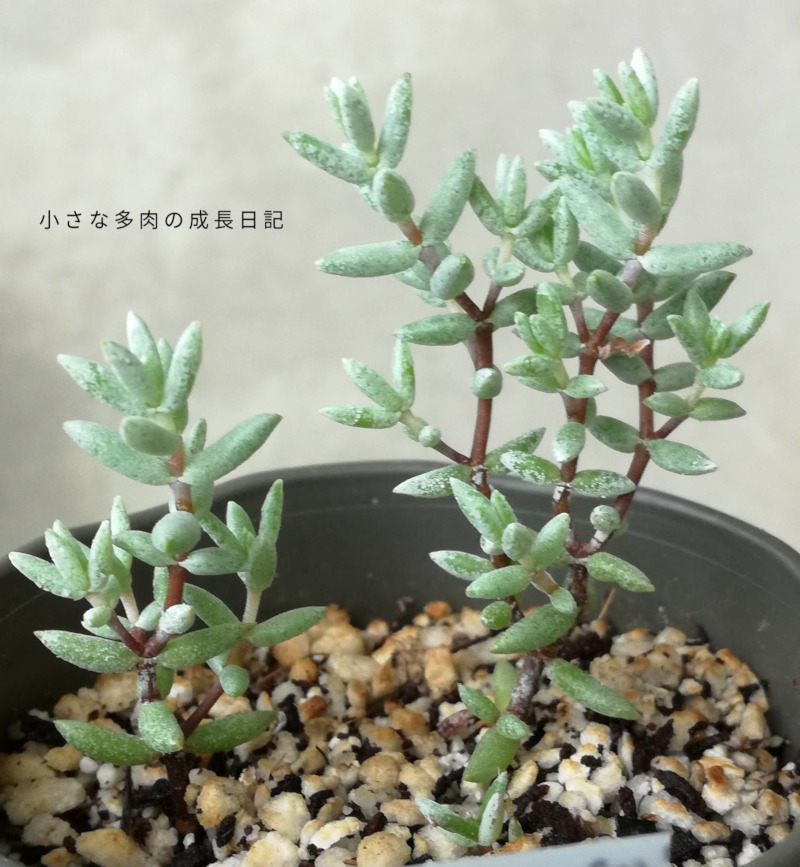多肉植物 パンクチュラータ