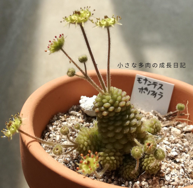 多肉植物エケベリア韓国苗221120 - 植物/観葉植物