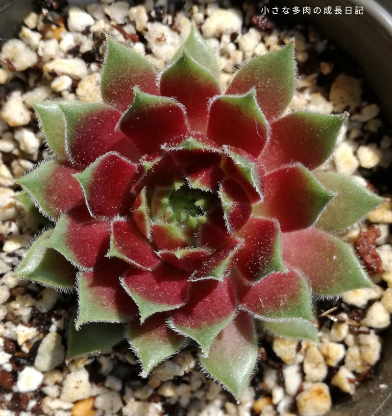 ダイソーでゲットした多肉と調子の悪い多肉たち 小さな多肉の成長日記