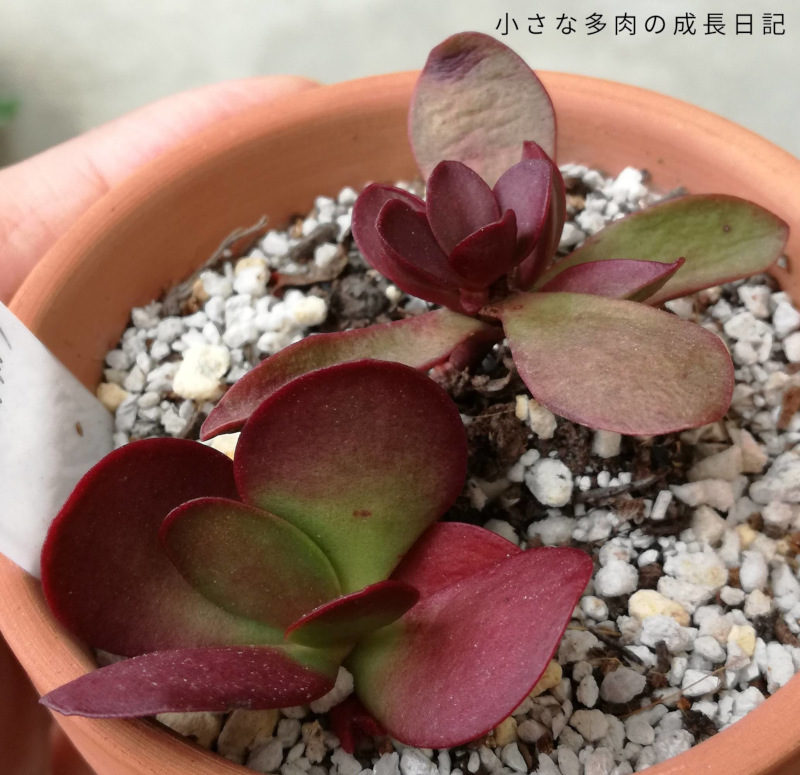 グリーンネックレスにアブラムシ と多肉ちゃんアルバム 小さな多肉の成長日記