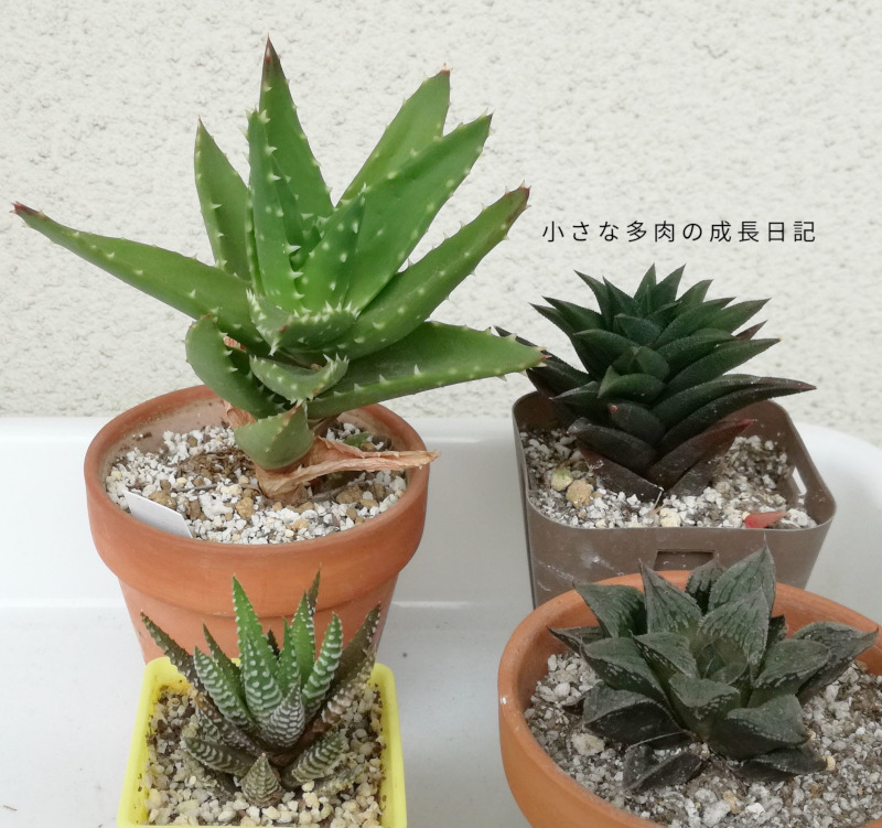 顔色が良くなってきたアロエとハオルチア。まだ紅葉している多肉ちゃん