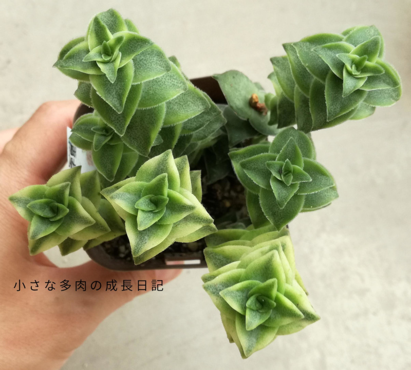 多肉植物 南十字星⑥抜き苗 植物 | discovermediaworks.com