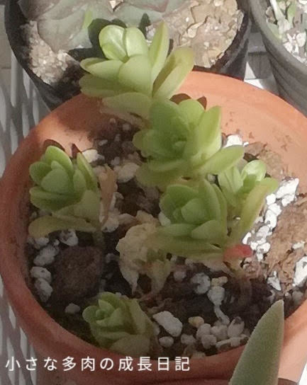 遮光下から明るい日陰に移動した多肉ちゃんたち 小さな多肉の成長日記
