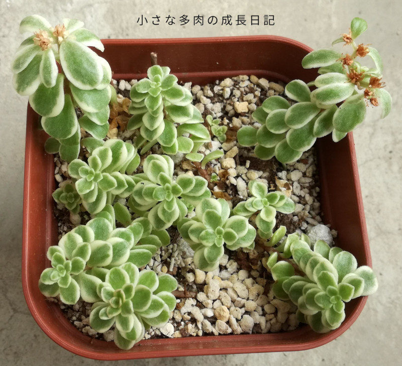 多肉植物 セダム 覆輪マネングサ 画像に写ってる所カットします