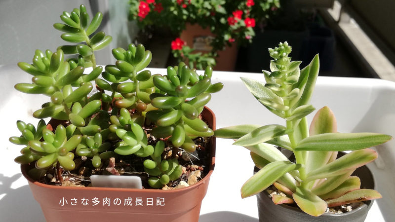 紅葉が楽しみな多肉ちゃんたちのビフォーをまとめ撮り 小さな多肉の成長日記