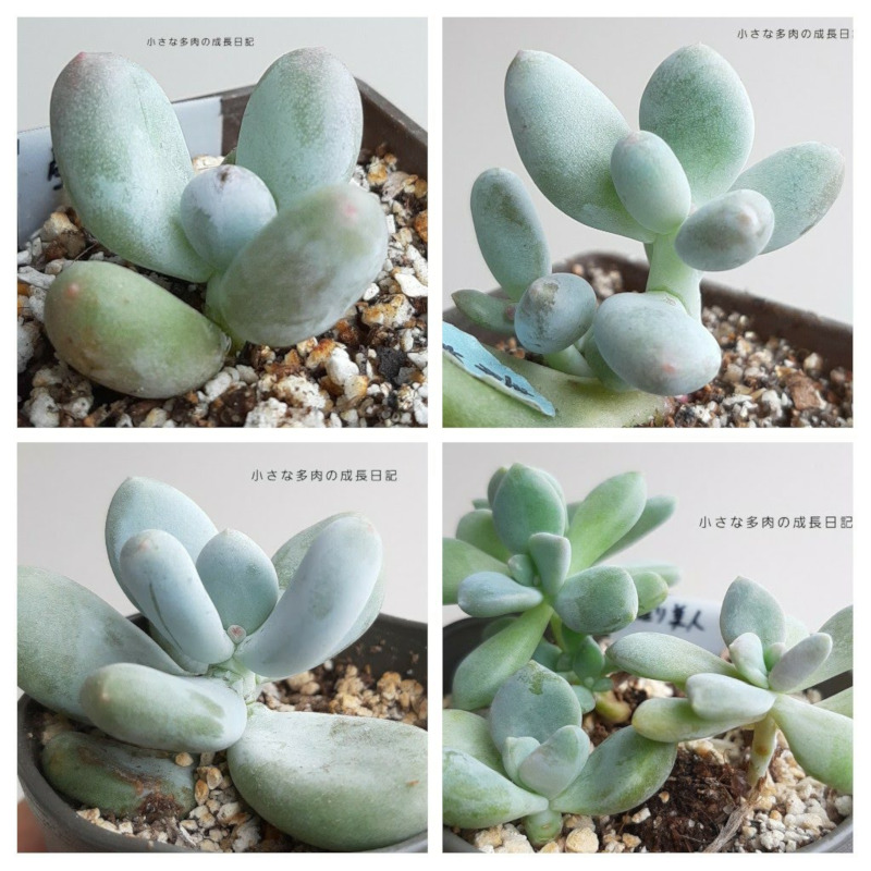 パープル姫美人錦 多肉植物 いやあ パキフィツム