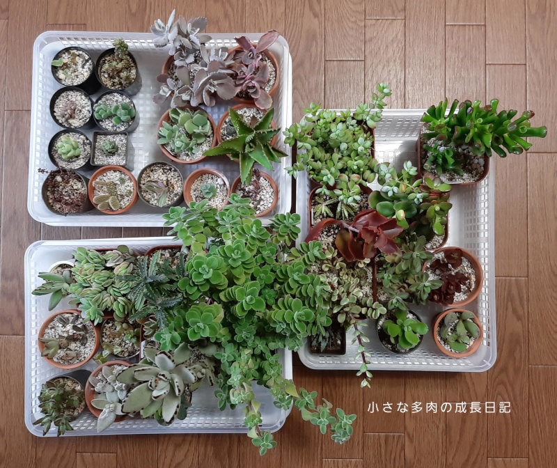 多肉ちゃん 冬の配置 小さな多肉の成長日記