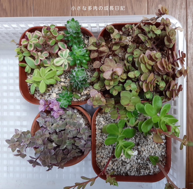 多肉ちゃん 冬の配置 小さな多肉の成長日記