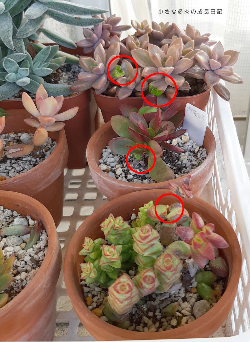鳥被害 再び 小さな多肉の成長日記