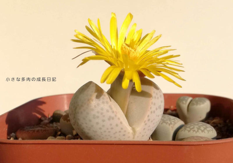幻玉の花は咲いたけど 小さな多肉の成長日記