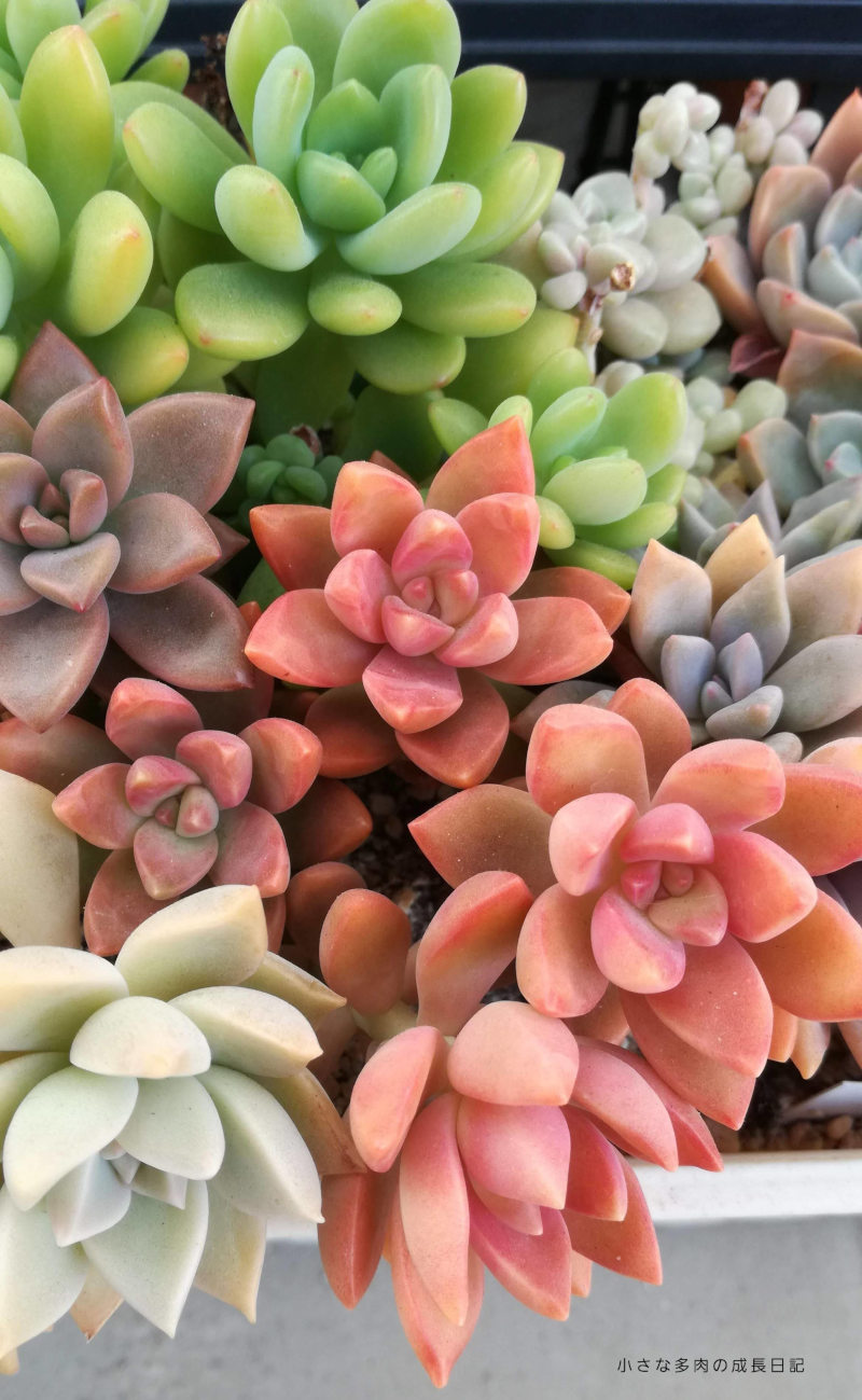 39SALE！多肉植物^o^ 多 葉挿し赤ちゃんレディジア8コセット