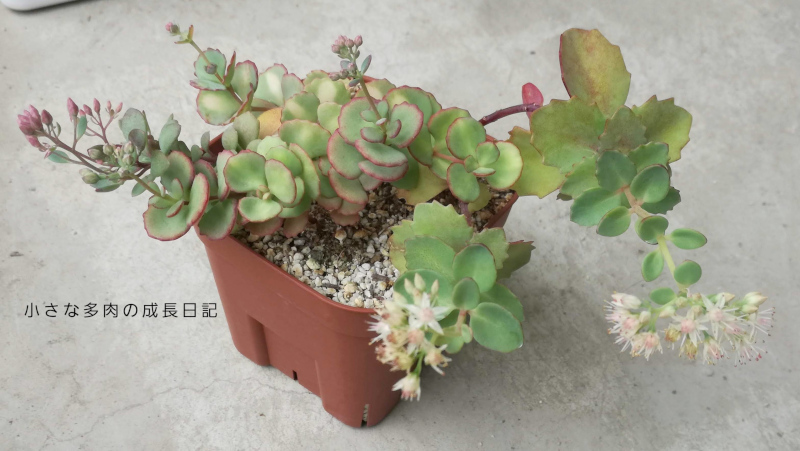 各種ミセバヤの花 小さな多肉の成長日記