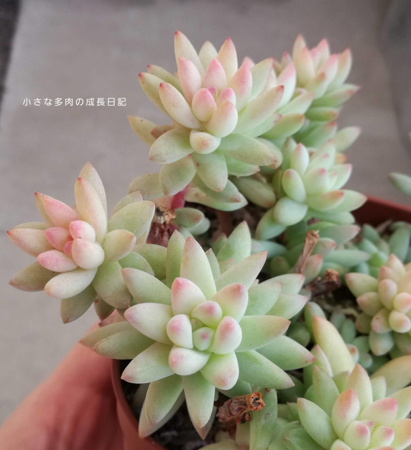 紅葉多肉たち 小さな多肉の成長日記