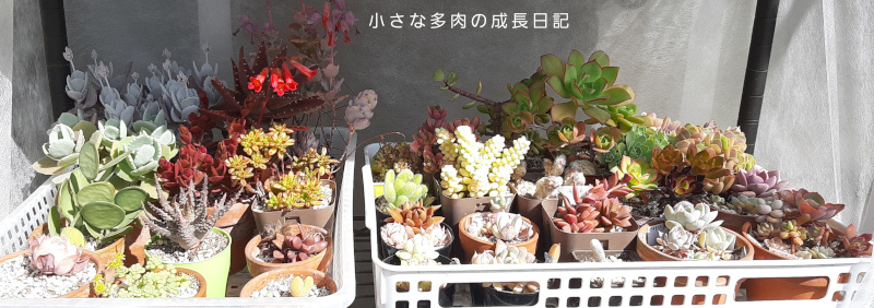 多肉の冬越し結果 小さな多肉の成長日記