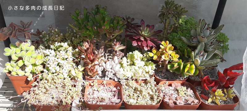 多肉の冬越し結果 小さな多肉の成長日記